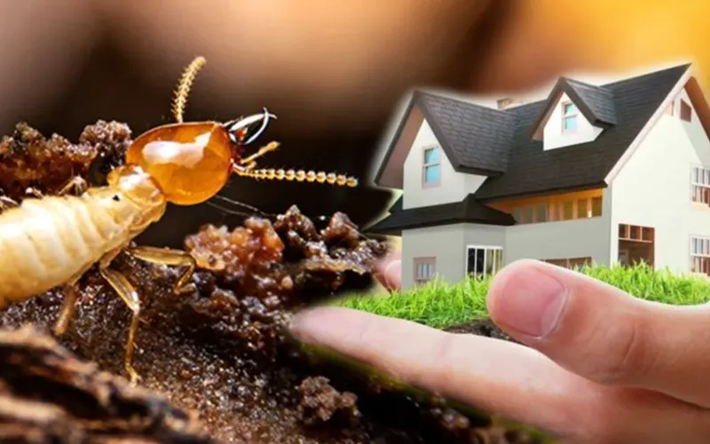 Termite & Pest Control